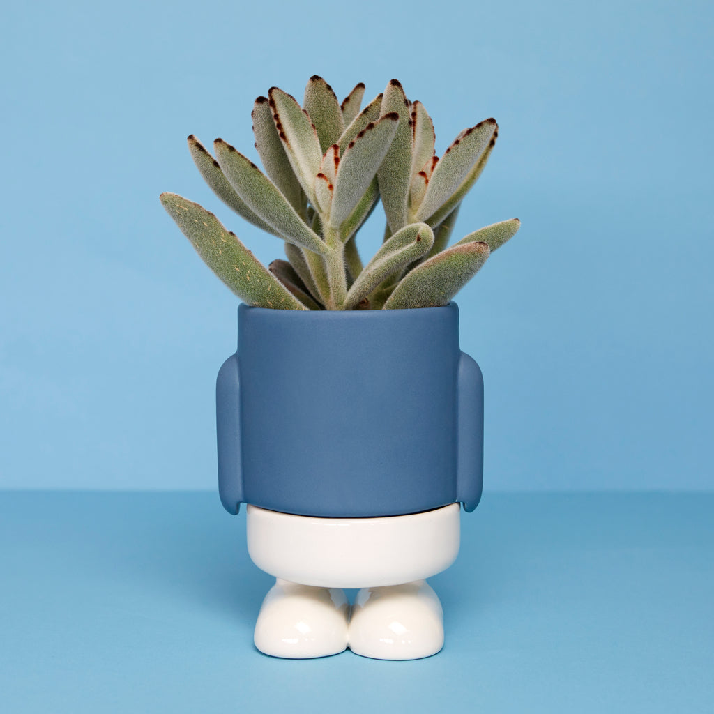 balvi-mr-standy-mini-cache-pot-c-ramique-bleu image 2